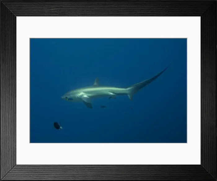 Framed Print : Thresher Shark swimming in the Sea of the Philippines Framed Print : Thresher Shark swimming in the Sea of the Philippines