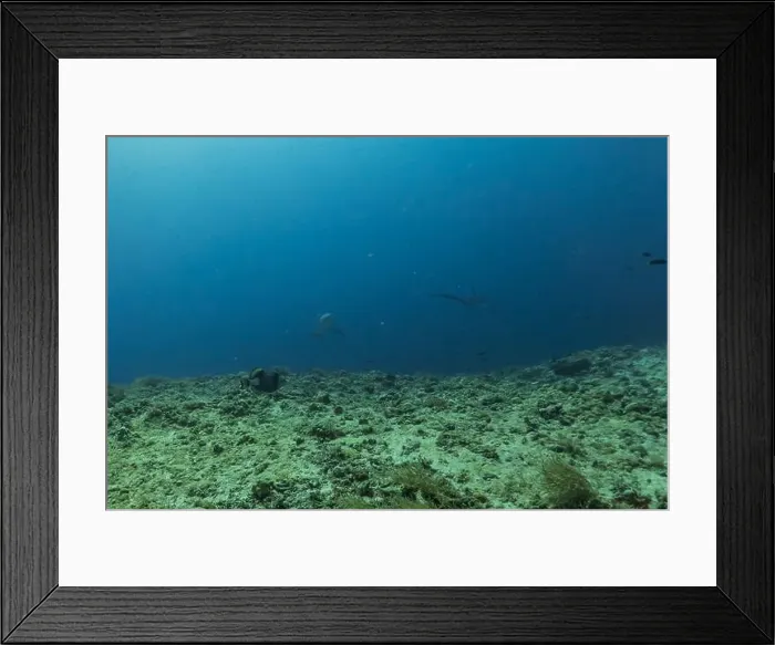 Framed Print : Thresher Shark swimming in the Sea of the Philippines Framed Print : Thresher Shark swimming in the Sea of the Philippines