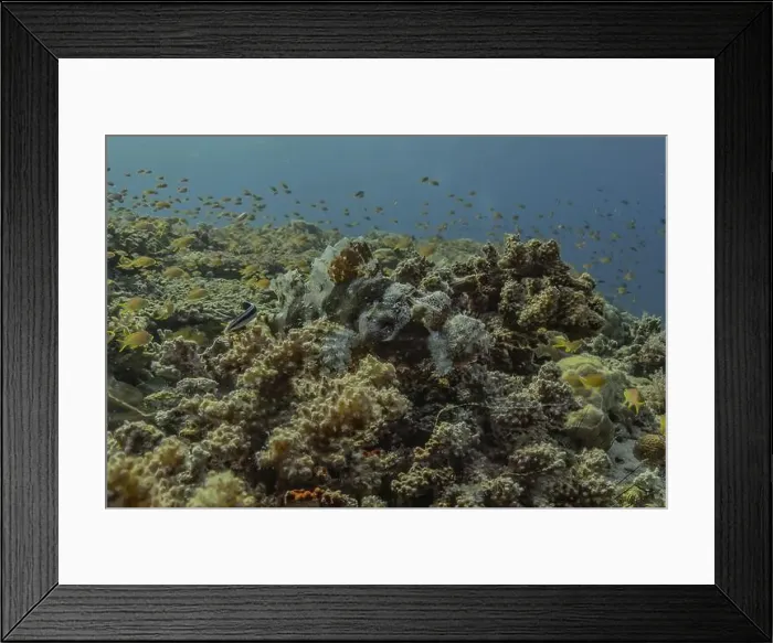 Framed Print : Fish swim in the Sea of the Philippines