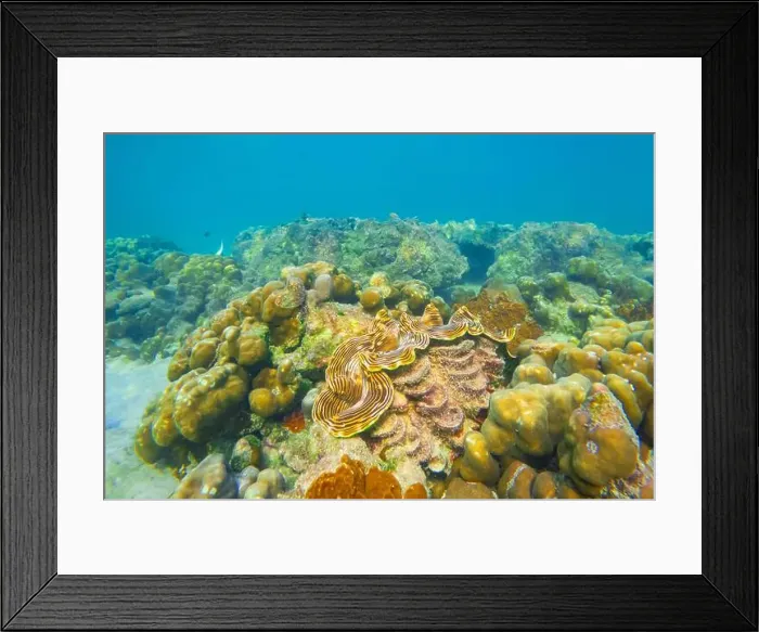 Framed Print : Huge striped brown colorful tridacna clams and sea urchins on the coral reef underwater tropical exotic world Framed Print : Huge striped brown colorful tridacna clams and sea urchins on the coral reef underwater tropical exotic world