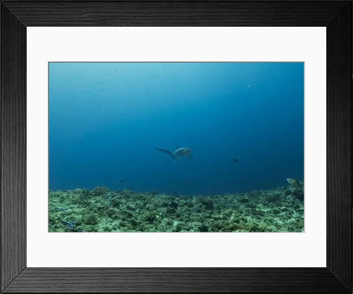 Framed Print : Thresher Shark swimming in the Sea of the Philippines Framed Print : Thresher Shark swimming in the Sea of the Philippines