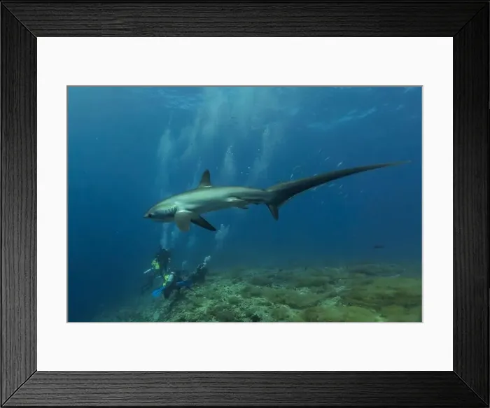 Framed Print : Thresher Shark swimming in the Sea of the Philippines Framed Print : Thresher Shark swimming in the Sea of the Philippines