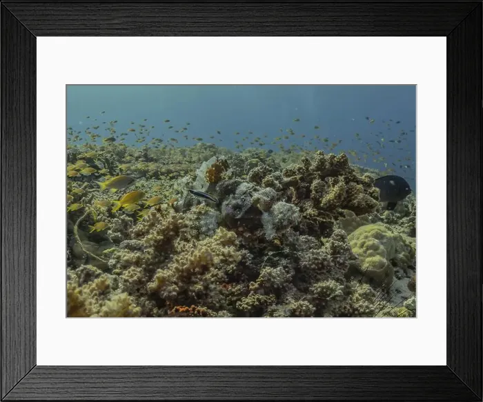 Framed Print : Fish swim in the Sea of the Philippines Framed Print : Fish swim in the Sea of the Philippines