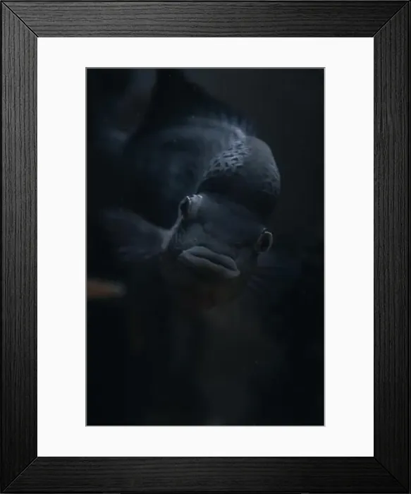 Framed Print : Large fish with open mouth staring forward Framed Print : Large fish with open mouth staring forward