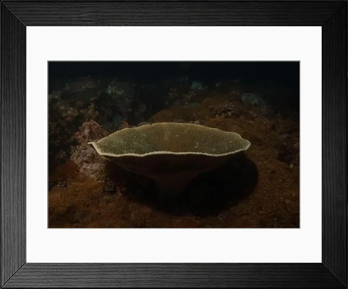 Framed Print : Coral reef and water plants in the Sea of the Philippines Framed Print : Coral reef and water plants in the Sea of the Philippines
