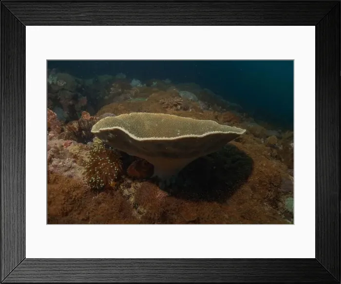 Framed Print : Coral reef and water plants in the Sea of the Philippines Framed Print : Coral reef and water plants in the Sea of the Philippines