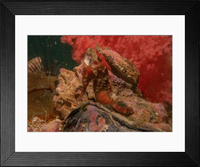 Framed Print : Sea Horse in the Sea of the Philippines Framed Print : Sea Horse in the Sea of the Philippines