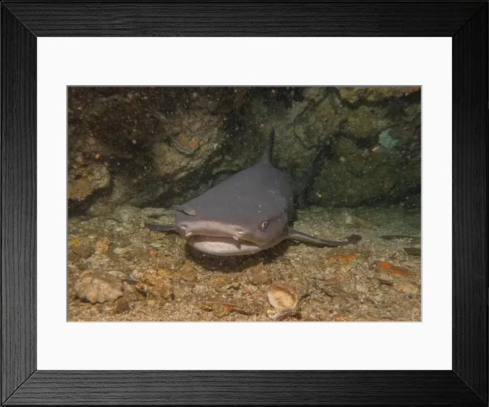 Framed Print : Thresher Shark swimming in the Sea of the Philippines Framed Print : Thresher Shark swimming in the Sea of the Philippines