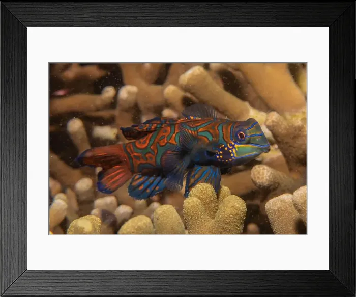 Framed Print : Mandarin fish swim in the Sea of the Philippines Framed Print : Mandarin fish swim in the Sea of the Philippines