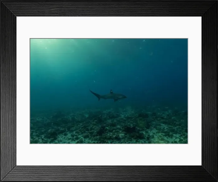 Framed Print : Thresher Shark swimming in the Sea of the Philippines Framed Print : Thresher Shark swimming in the Sea of the Philippines