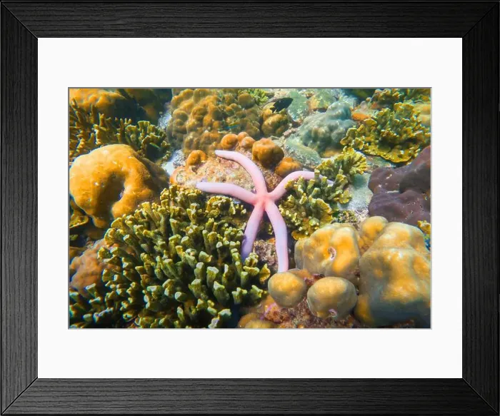 Framed Print : Pink seastar Linkia laevigata clings to a diverse coral reef