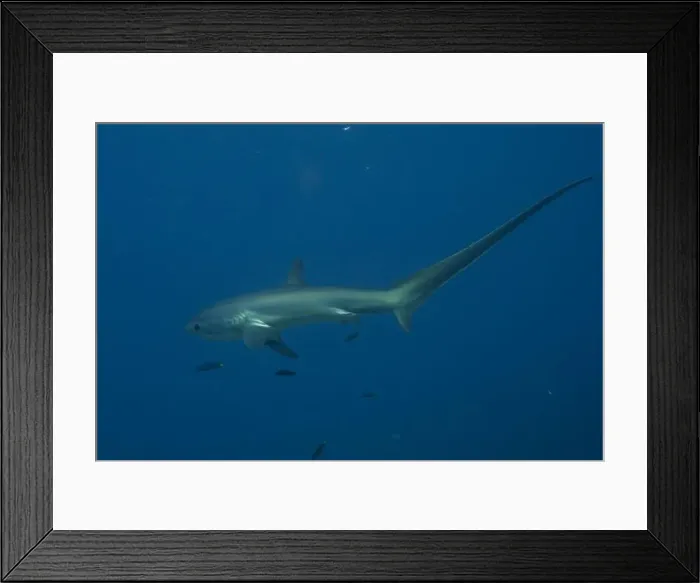 Framed Print : Thresher Shark swimming in the Sea of the Philippines Framed Print : Thresher Shark swimming in the Sea of the Philippines