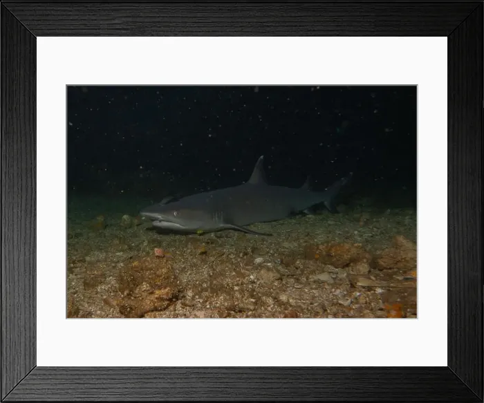 Framed Print : Thresher Shark swimming in the Sea of the Philippines Framed Print : Thresher Shark swimming in the Sea of the Philippines