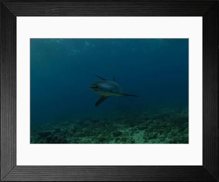 Framed Print : Thresher Shark swimming in the Sea of the Philippines Framed Print : Thresher Shark swimming in the Sea of the Philippines