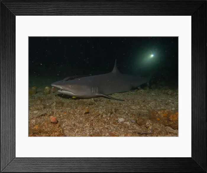 Framed Print : Thresher Shark swimming in the Sea of the Philippines Framed Print : Thresher Shark swimming in the Sea of the Philippines