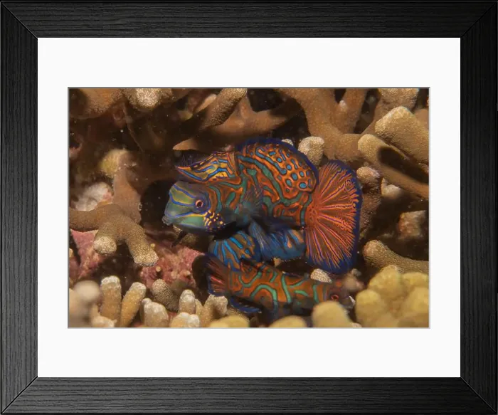 Framed Print : Mandarin fish swim in the Sea of the Philippines