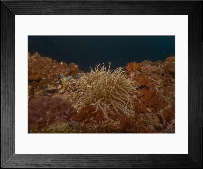 Framed Print : Coral reef and water plants in the Sea of the Philippines Framed Print : Coral reef and water plants in the Sea of the Philippines