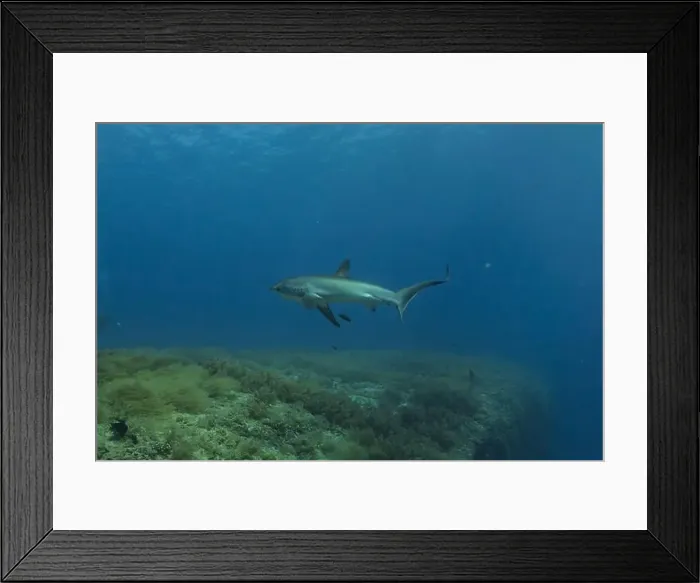 Framed Print : Thresher Shark swimming in the Sea of the Philippines Framed Print : Thresher Shark swimming in the Sea of the Philippines