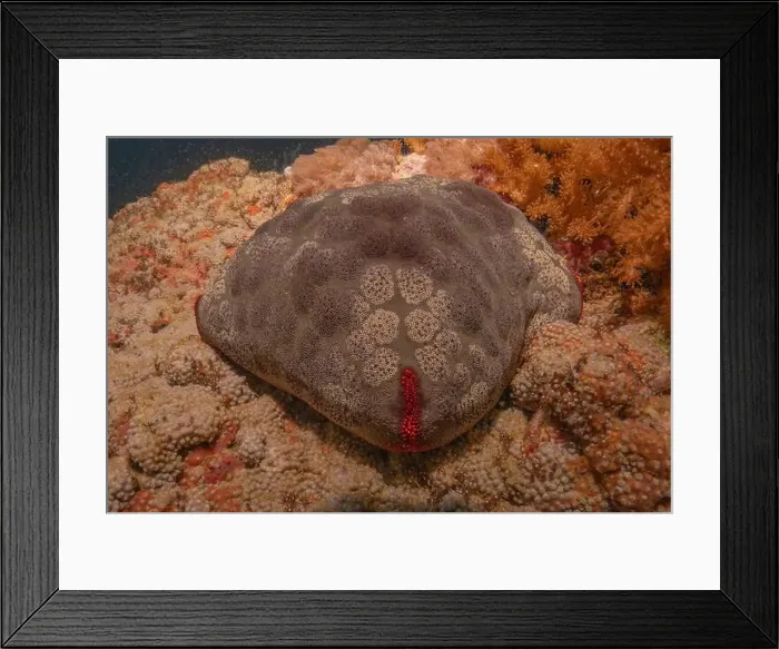 Framed Print : Sea slug in the Sea of the Philippines Framed Print : Sea slug in the Sea of the Philippines