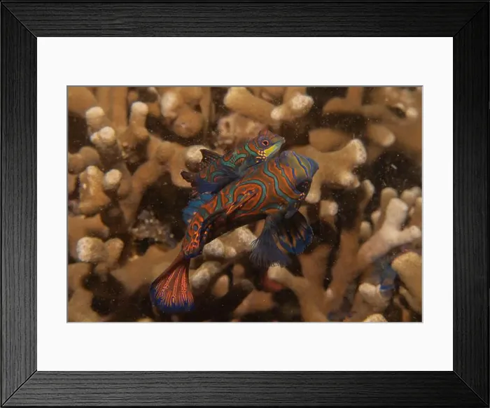 Framed Print : Mandarin fish swim in the Sea of the Philippines Framed Print : Mandarin fish swim in the Sea of the Philippines