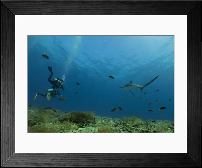 Framed Print : Thresher Shark swimming in the Sea of the Philippines Framed Print : Thresher Shark swimming in the Sea of the Philippines