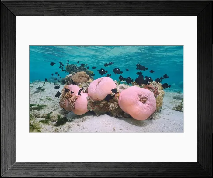 Framed Print : Sea anemones with fish underwater in the Pacific ocean (Heteractis magnifica with Dascyllus trimaculatus) Framed Print : Sea anemones with fish underwater in the Pacific ocean (Heteractis magnifica with Dascyllus trimaculatus)