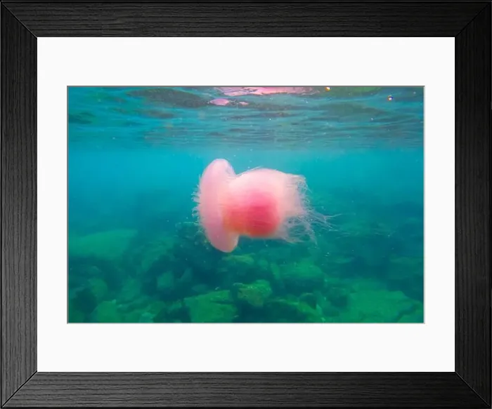 Framed Print : Huge pink purple jellyfish in the tropical waters of the Indian Ocean near coral reefs and rocks Framed Print : Huge pink purple jellyfish in the tropical waters of the Indian Ocean near coral reefs and rocks