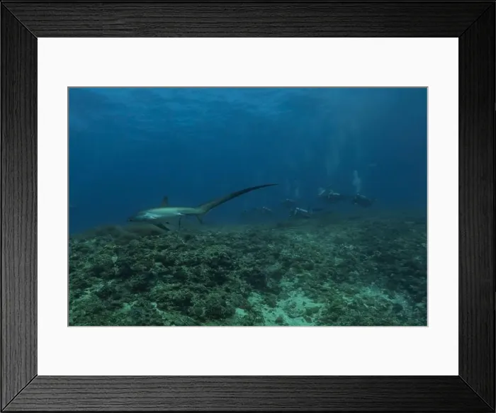 Framed Print : Thresher Shark swimming in the Sea of the Philippines