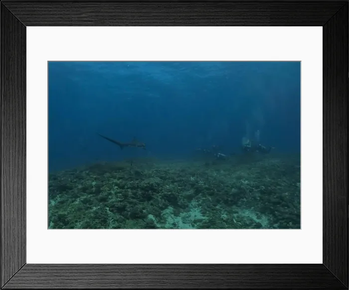 Framed Print : Thresher Shark swimming in the Sea of the Philippines Framed Print : Thresher Shark swimming in the Sea of the Philippines