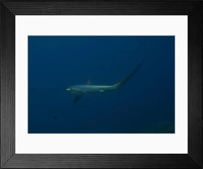 Framed Print : Thresher Shark swimming in the Sea of the Philippines Framed Print : Thresher Shark swimming in the Sea of the Philippines