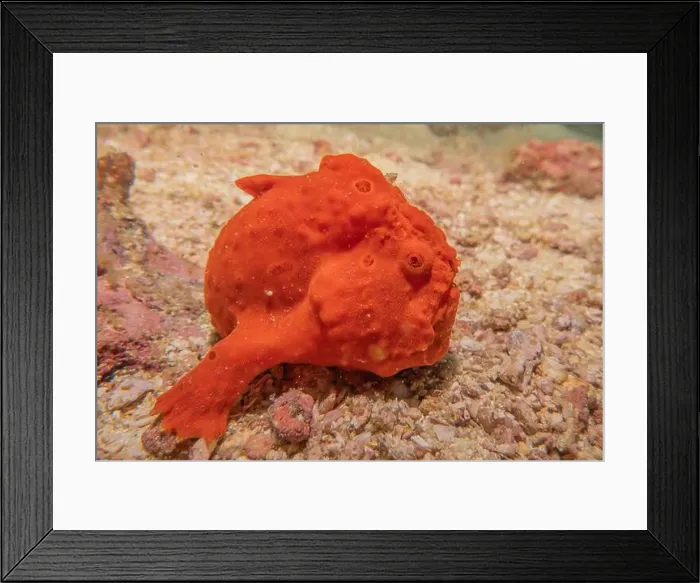 Framed Print : Fish swim in the Sea of the Philippines