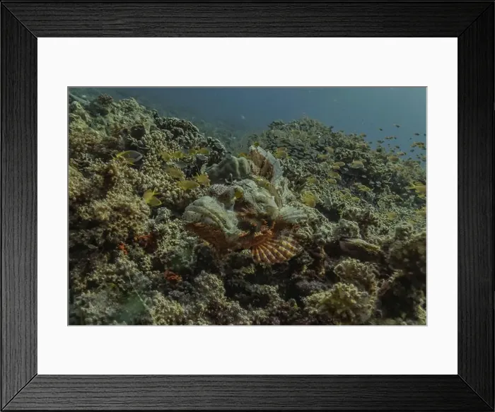 Framed Print : Fish swim in the Sea of the Philippines