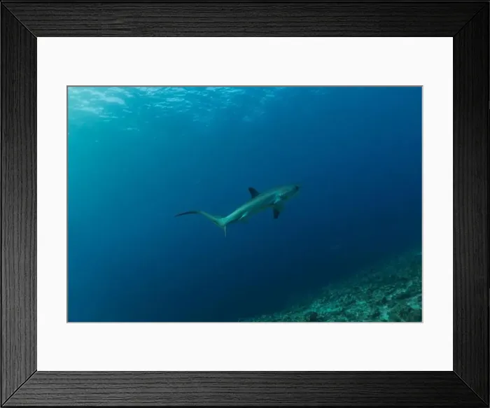 Framed Print : Thresher Shark swimming in the Sea of the Philippines Framed Print : Thresher Shark swimming in the Sea of the Philippines