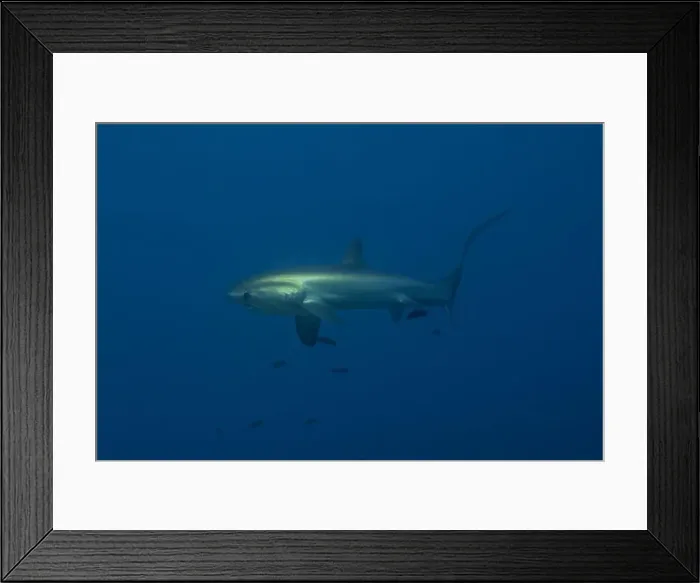 Framed Print : Thresher Shark swimming in the Sea of the Philippines Framed Print : Thresher Shark swimming in the Sea of the Philippines