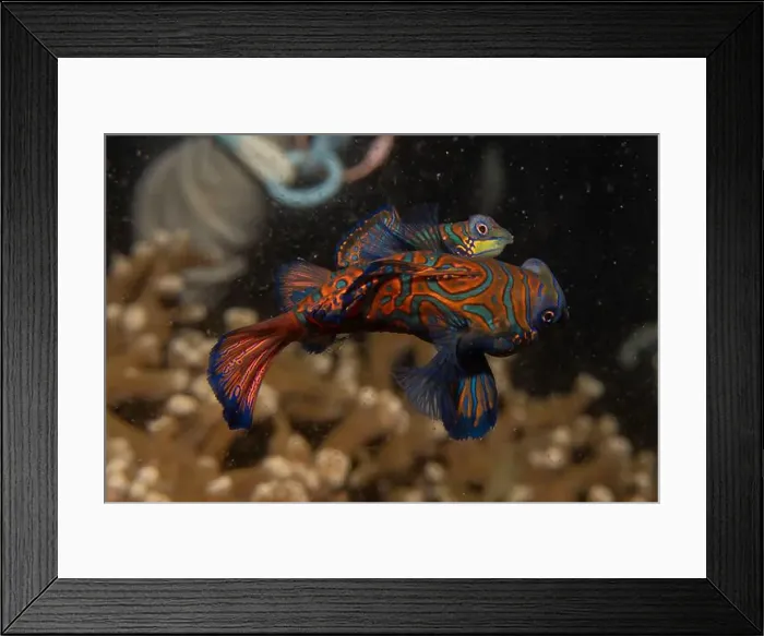 Framed Print : Mandarin fish swim in the Sea of the Philippines Framed Print : Mandarin fish swim in the Sea of the Philippines