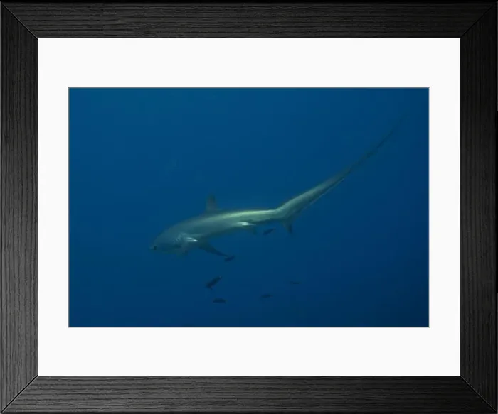 Framed Print : Thresher Shark swimming in the Sea of the Philippines Framed Print : Thresher Shark swimming in the Sea of the Philippines