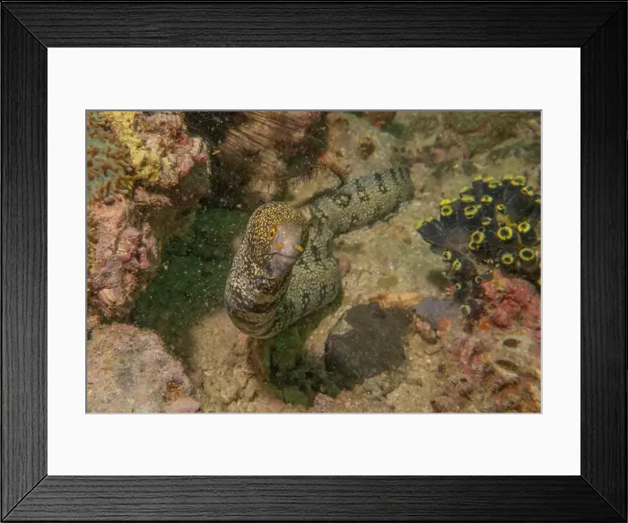 Framed Print : Moray eel Mooray lycodontis undulatus in the Red Sea, Eilat Israel Framed Print : Moray eel Mooray lycodontis undulatus in the Red Sea, Eilat Israel