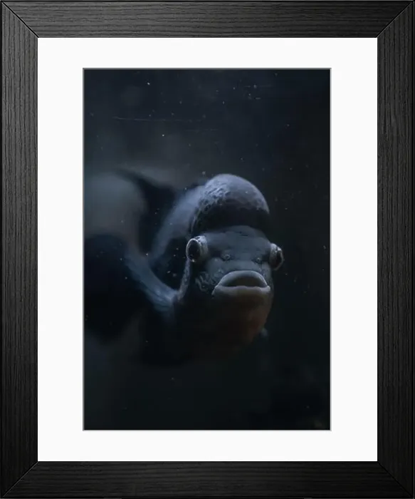 Framed Print : A fish making eye contact with the camera Framed Print : A fish making eye contact with the camera