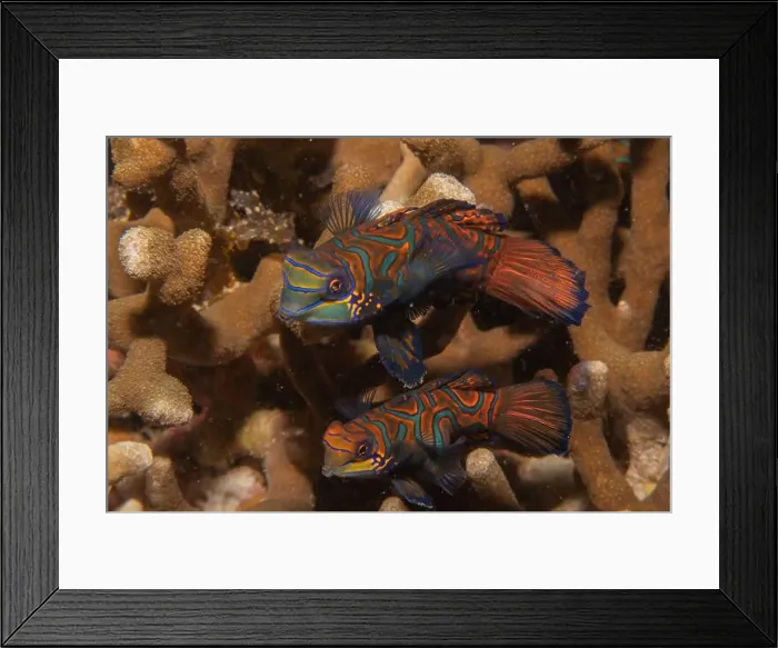 Framed Print : Mandarin fish swim in the Sea of the Philippines Framed Print : Mandarin fish swim in the Sea of the Philippines