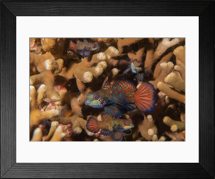 Framed Print : Mandarin fish swim in the Sea of the Philippines Framed Print : Mandarin fish swim in the Sea of the Philippines