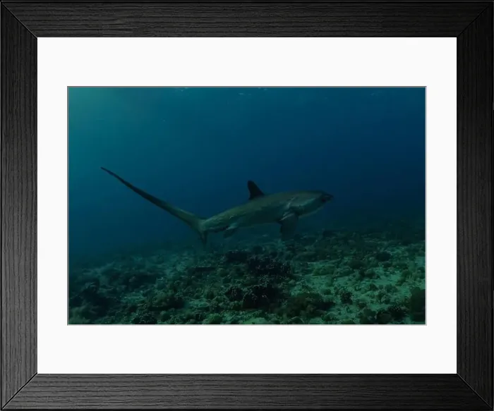 Framed Print : Thresher Shark swimming in the Sea of the Philippines Framed Print : Thresher Shark swimming in the Sea of the Philippines