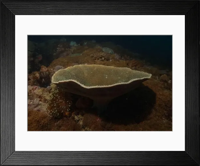 Framed Print : Coral reef and water plants in the Sea of the Philippines Framed Print : Coral reef and water plants in the Sea of the Philippines