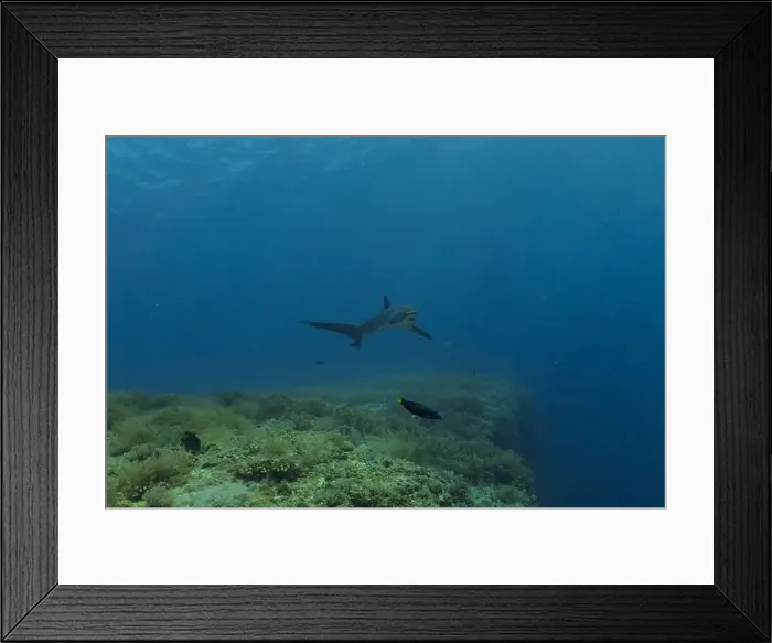 Framed Print : Thresher Shark swimming in the Sea of the Philippines Framed Print : Thresher Shark swimming in the Sea of the Philippines