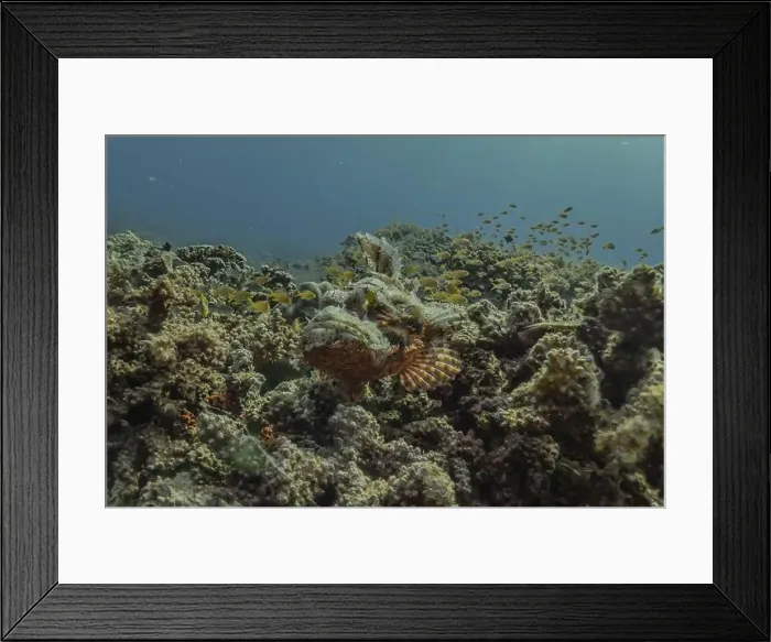 Framed Print : Fish swim in the Sea of the Philippines