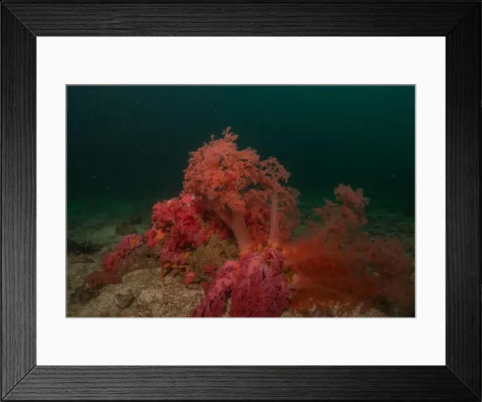 Framed Print : Coral reef and water plants in the Sea of the Philippines Framed Print : Coral reef and water plants in the Sea of the Philippines