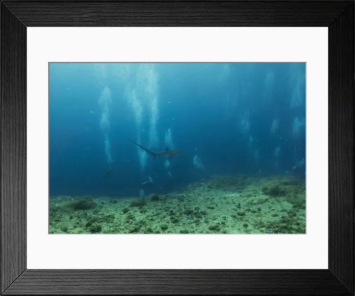 Framed Print : Thresher Shark swimming in the Sea of the Philippines Framed Print : Thresher Shark swimming in the Sea of the Philippines