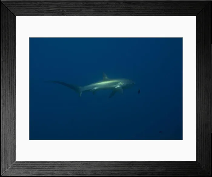 Framed Print : Thresher Shark swimming in the Sea of the Philippines Framed Print : Thresher Shark swimming in the Sea of the Philippines