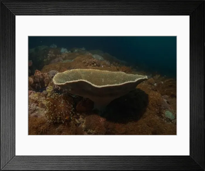 Framed Print : Coral reef and water plants in the Sea of the Philippines Framed Print : Coral reef and water plants in the Sea of the Philippines
