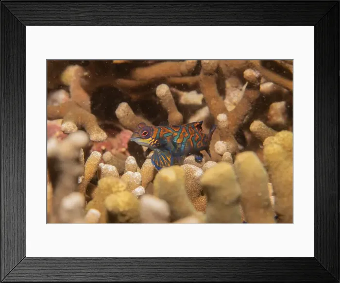 Framed Print : Mandarin fish swim in the Sea of the Philippines