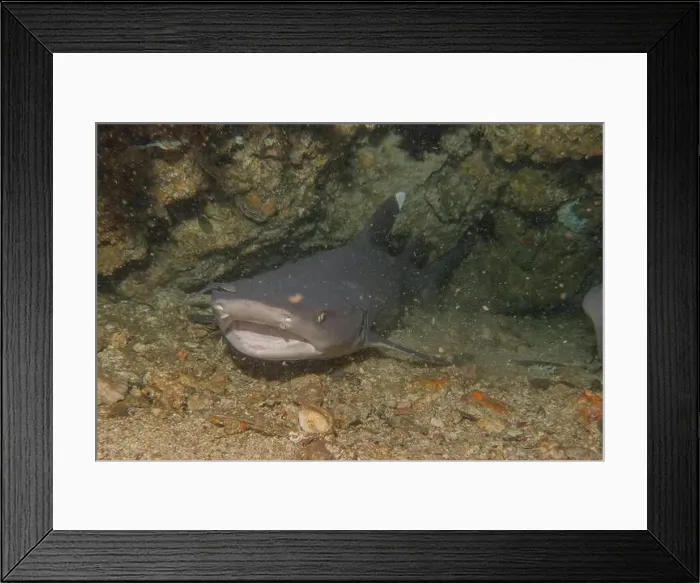 Framed Print : Thresher Shark swimming in the Sea of the Philippines Framed Print : Thresher Shark swimming in the Sea of the Philippines